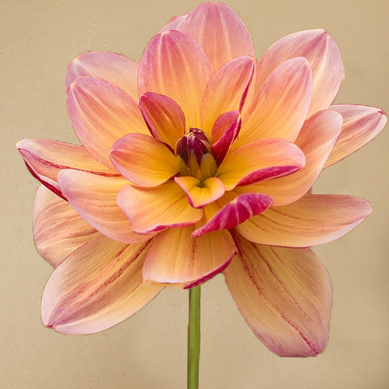 dahlia 'Happy Butterfly'