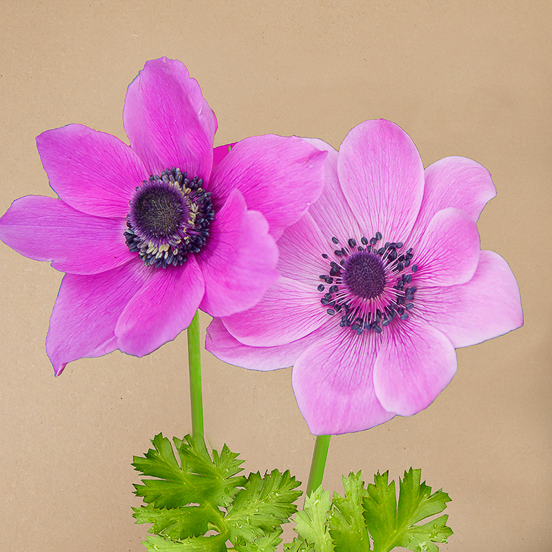 coronaria sylphide anemone
