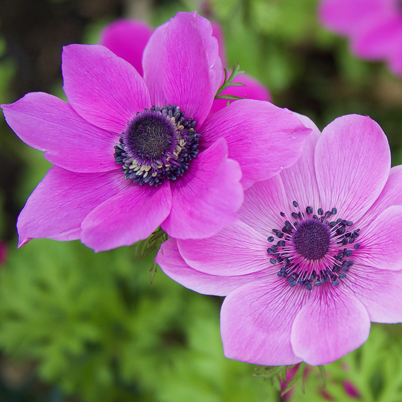 coronaria sylphide 2-3