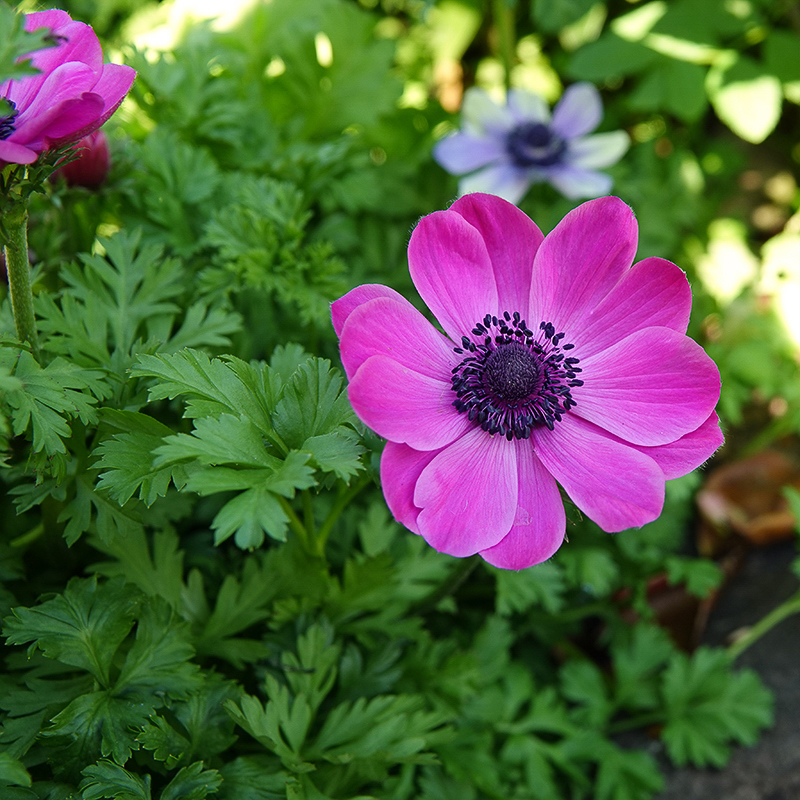 coronaria sylphide 3-3