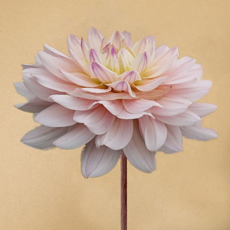 diana's memory dahlia