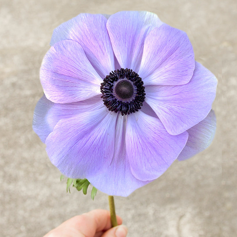 mistral AZZURRO anemone