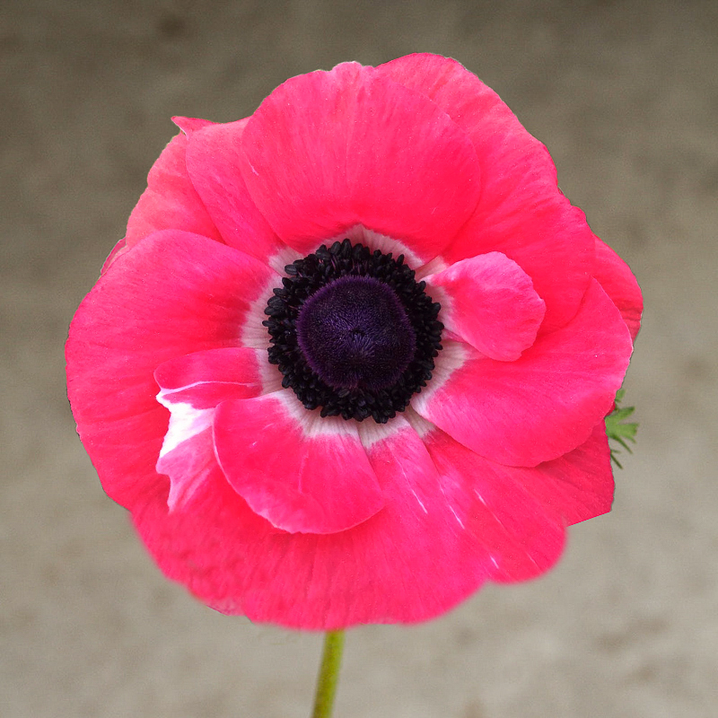 mistral ROSA SHOCKING 2-3