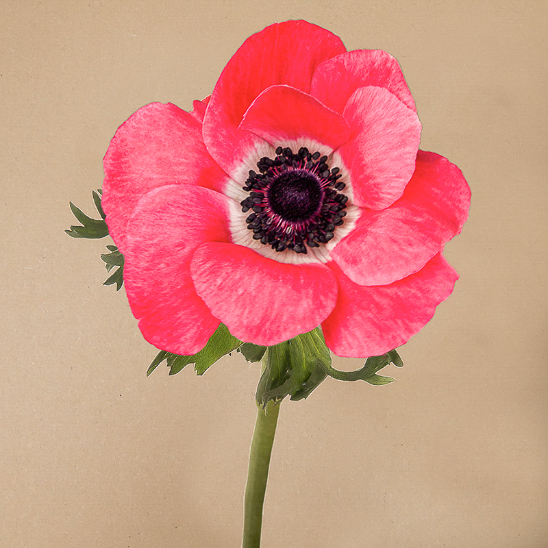 anemone mistral ROSA SHOCKING-4-3