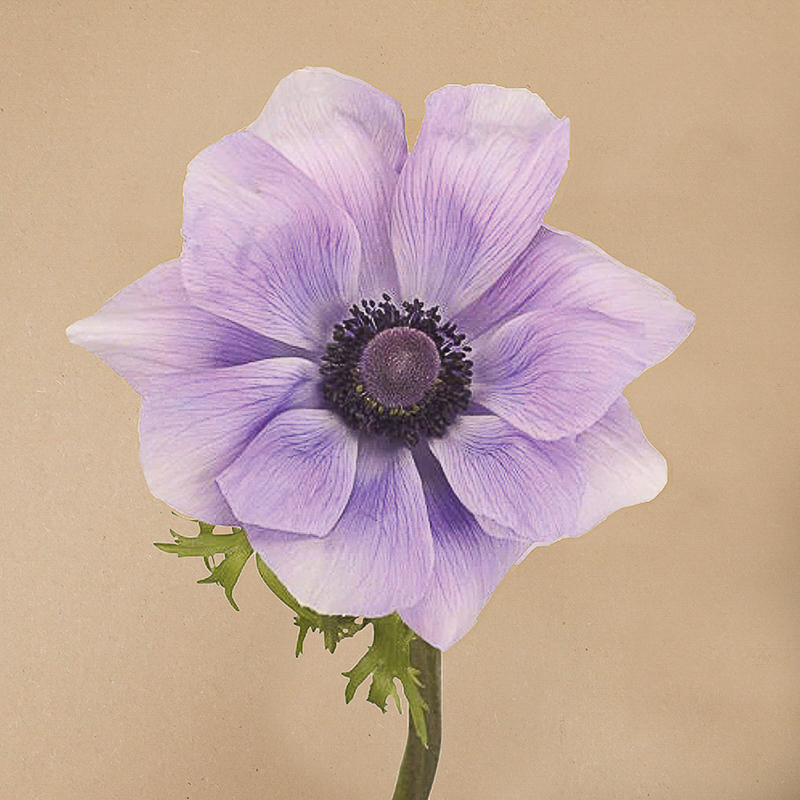 mistral azzurro anemone