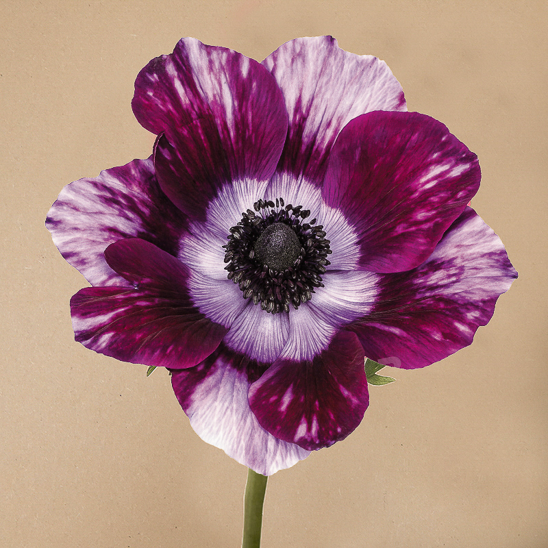 mistral tigre wine anemone