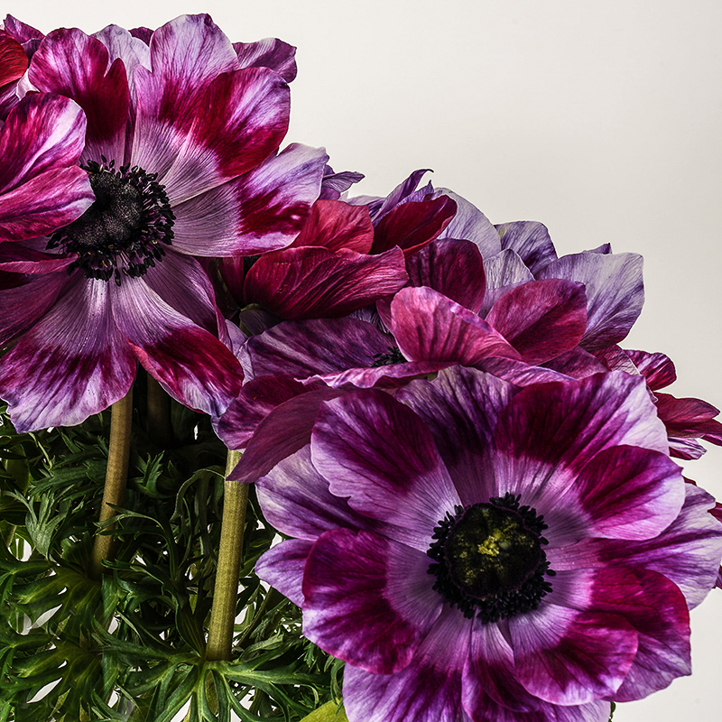 mistral tigre wine anemone