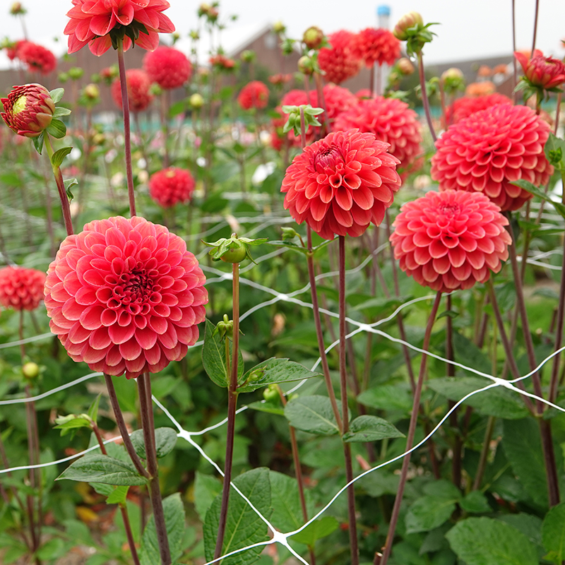 zundert mystery fox 2