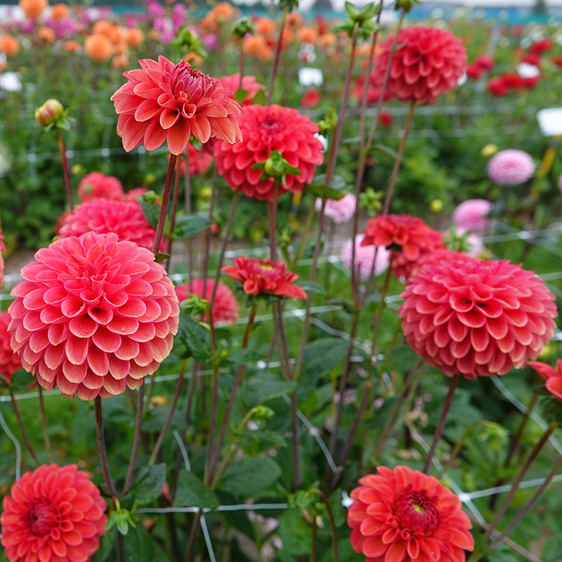 zundert mystery fox 3