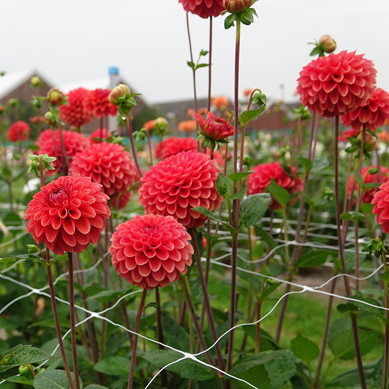 zundert mystery fox 4