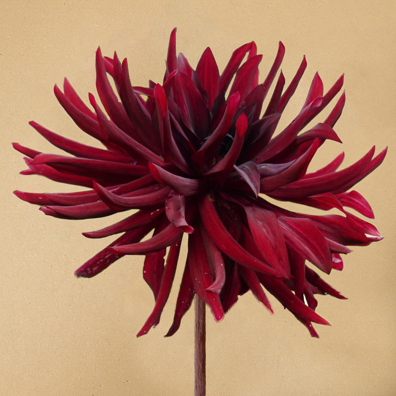 dahlia Black narcissus