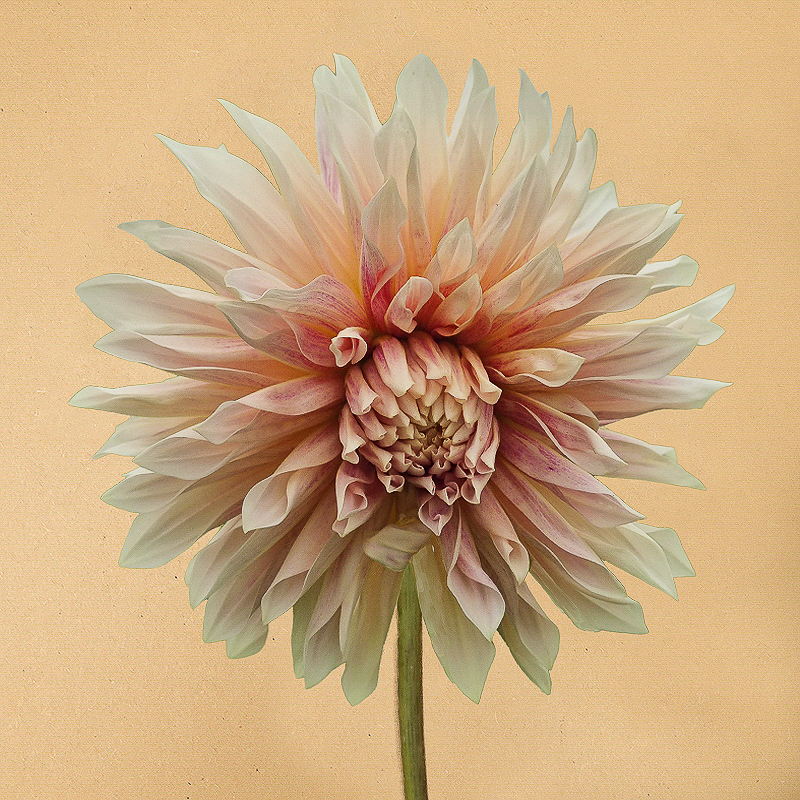 Café de Paris dahlia