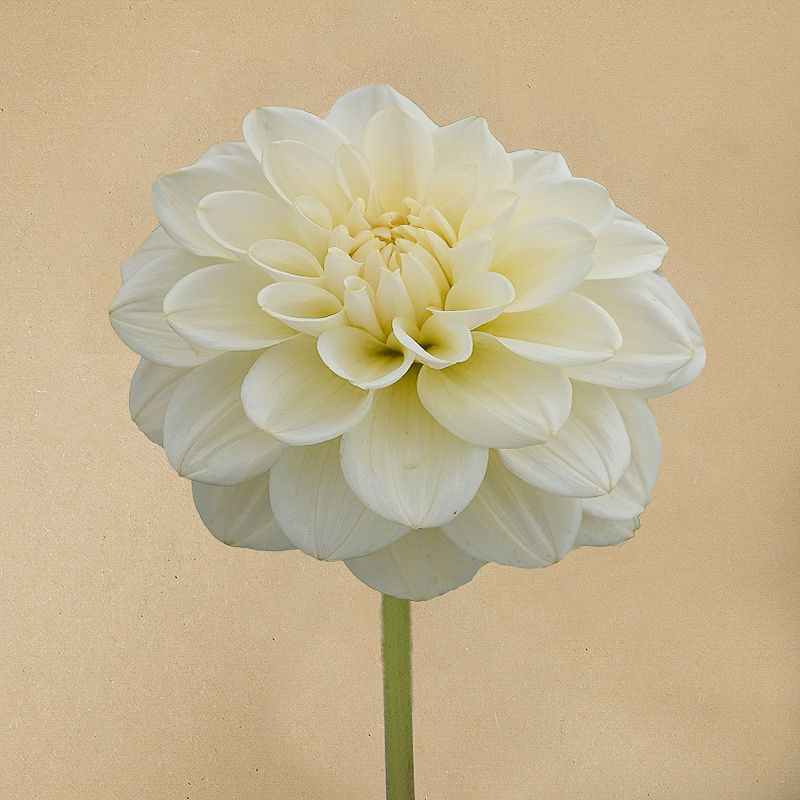 Caramel Antique dahlia