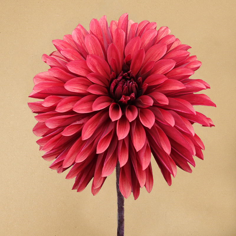 Dahlia Danique
