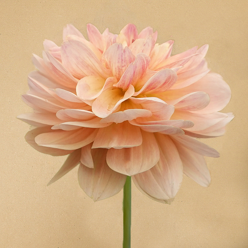 Joel's Favorite dahlia