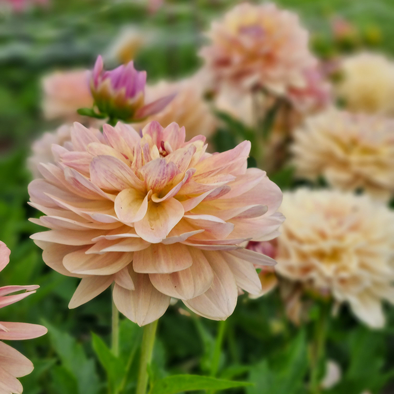 Joel’s Favorite 2-2