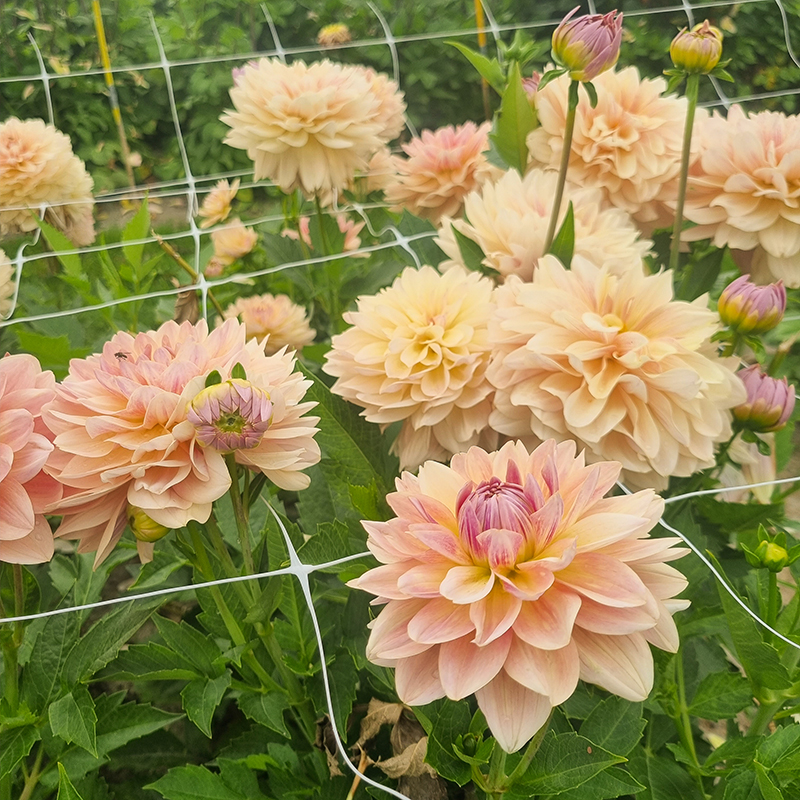 Joel’s Favorite 2-3