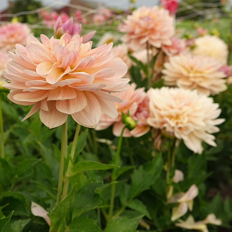 Joel’s Favorite 4-2