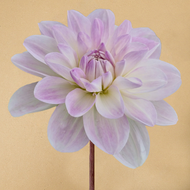 Dahlia Porcelain