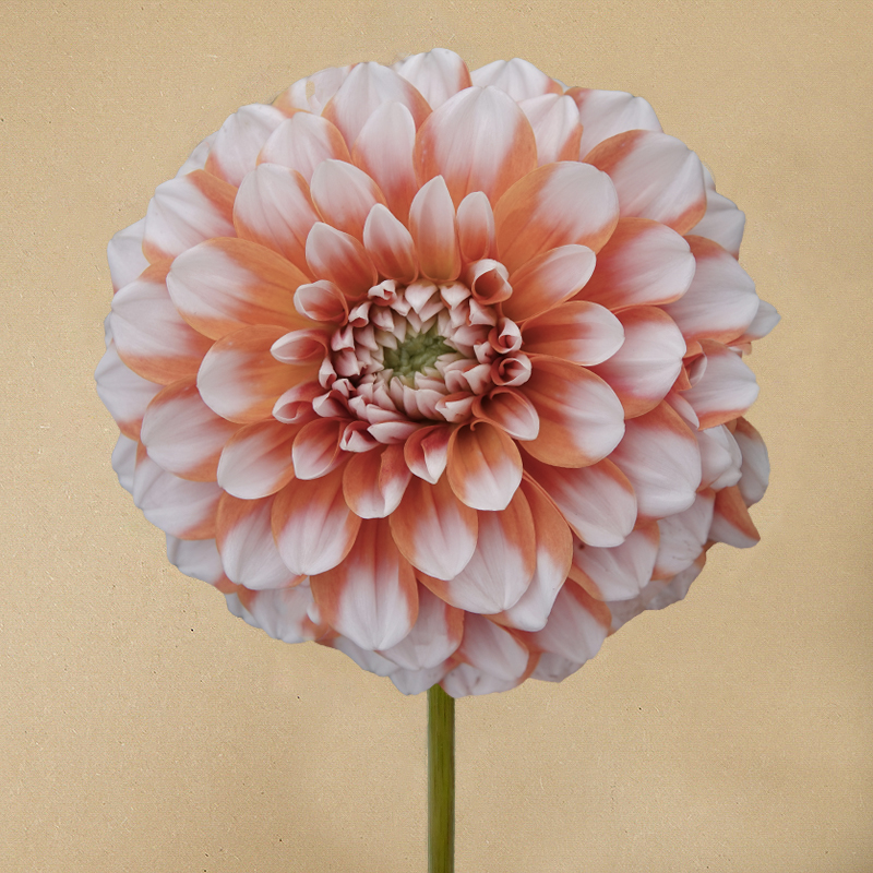 dahlia Tangerine dream