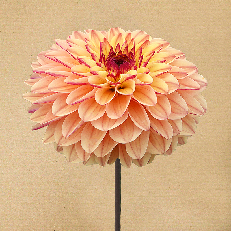 dahlia dear alexander