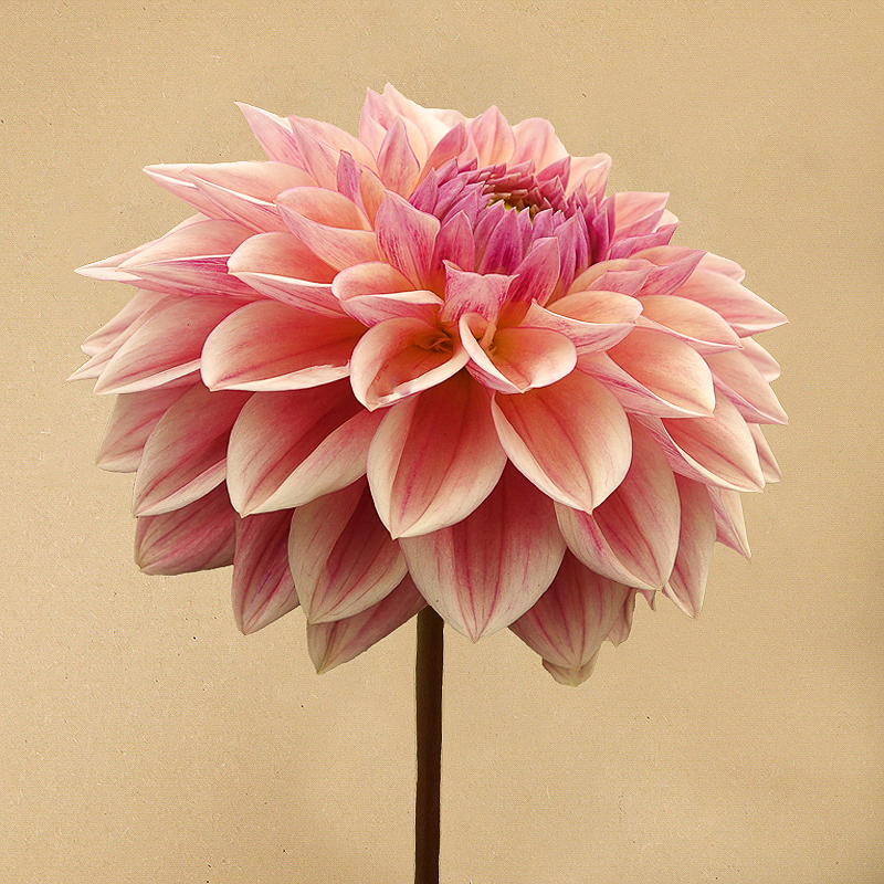 dahlia dusty beauty
