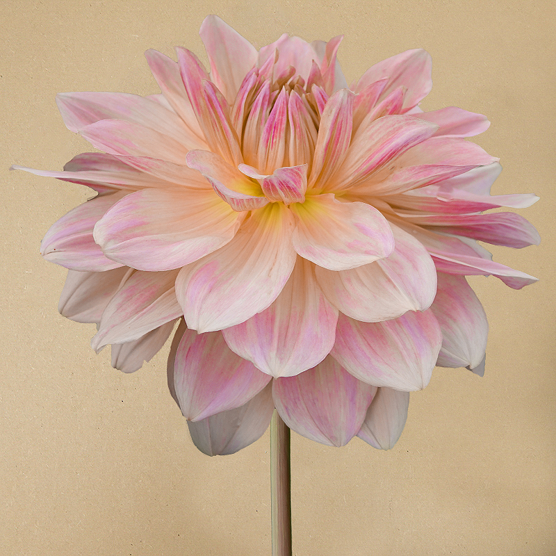 fairway pilot dahlia