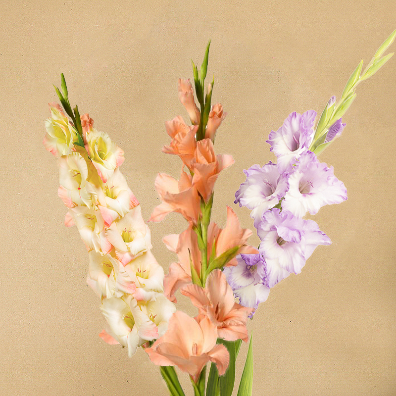 gladiolen mix