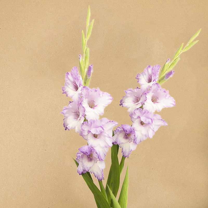 gladiool candor pasa