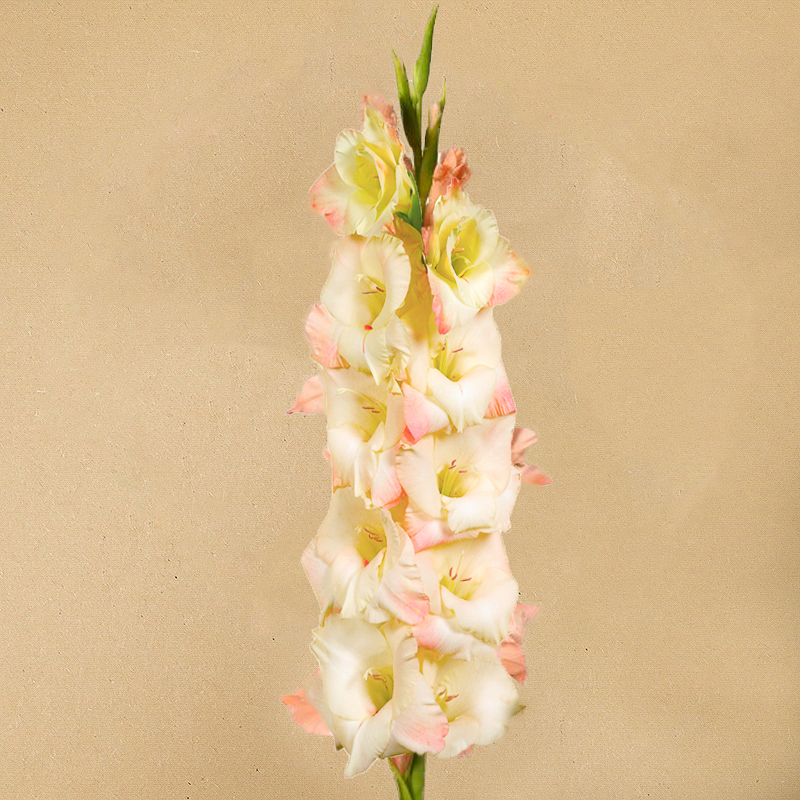 gladiool creme perfect