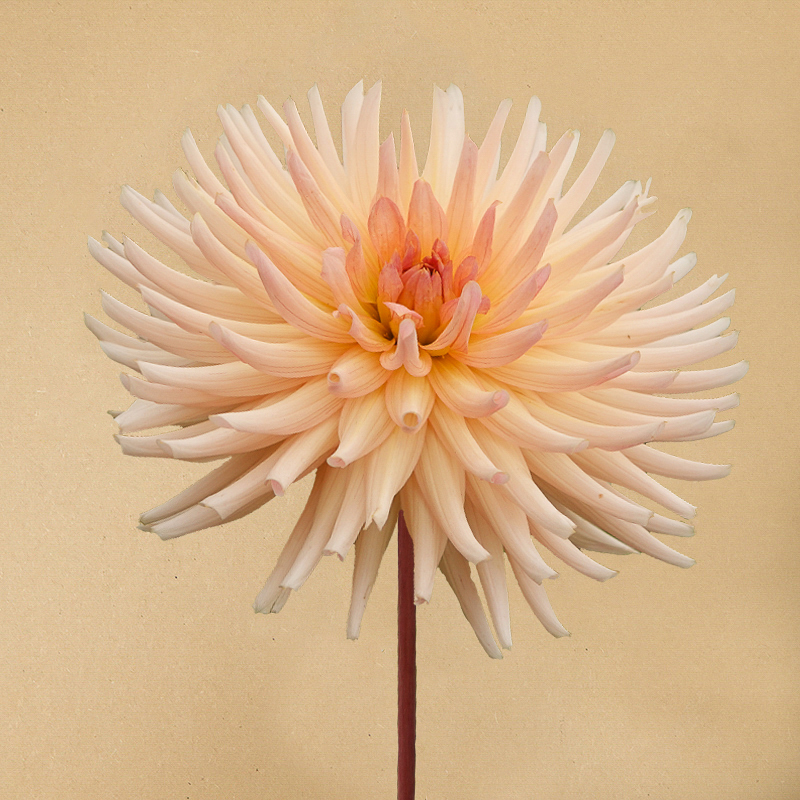 dahlia henriette