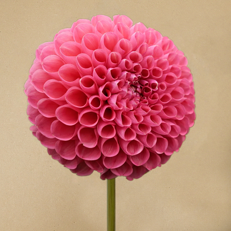 dahlia jowey frambo