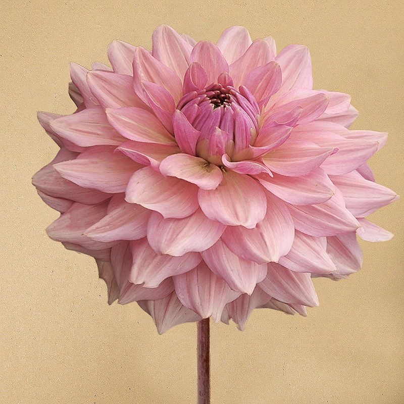 dahlia la belle epoque