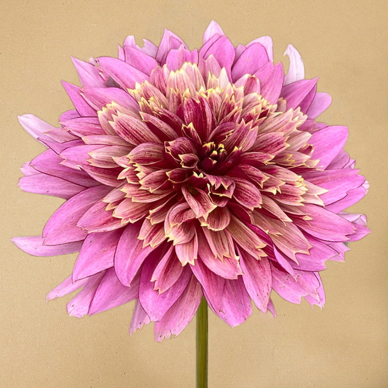 mambo dahlia