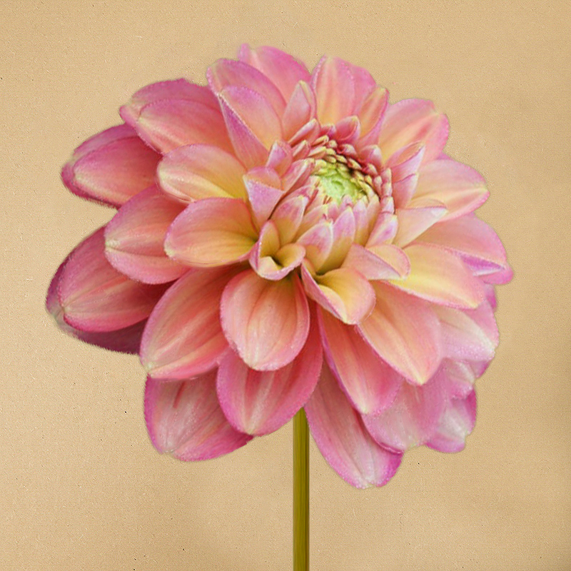 dahlia milena fleur