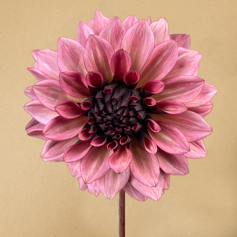 dahlia night silence