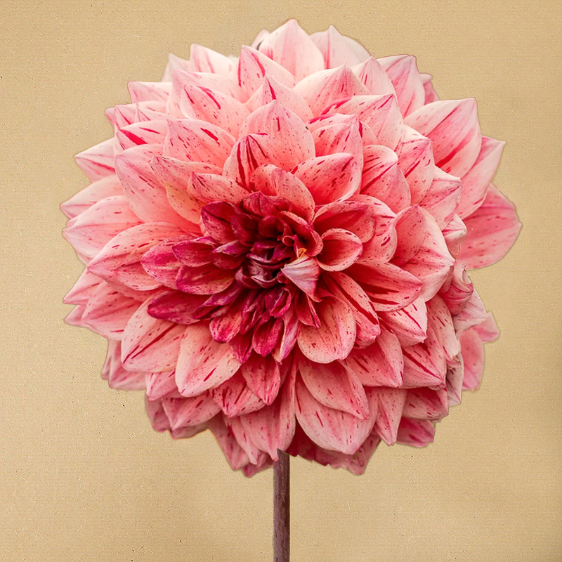 dahlia sturm princess