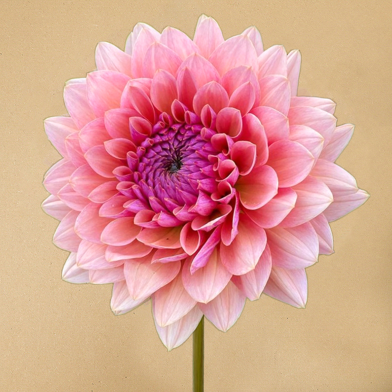 dahlia sweet sanne