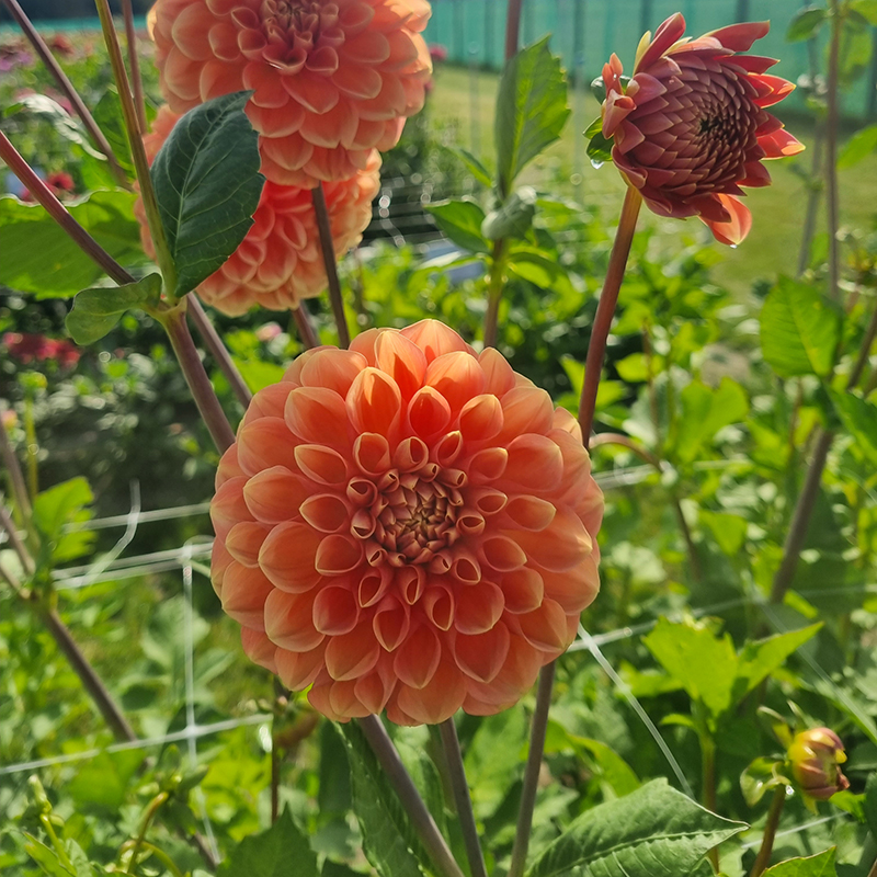 Apricona dahlia 4