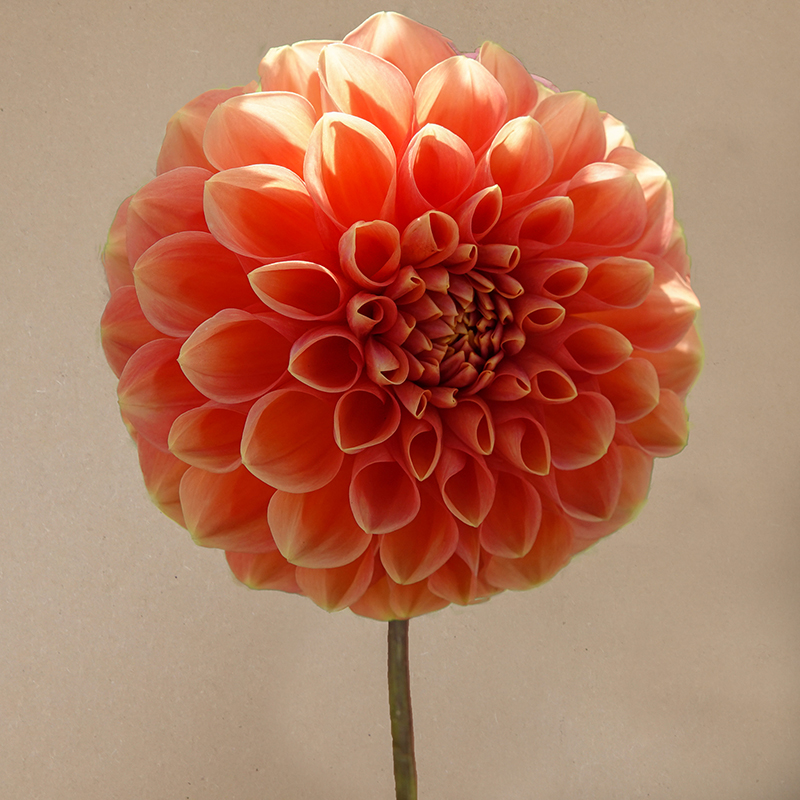Apricona dahlia