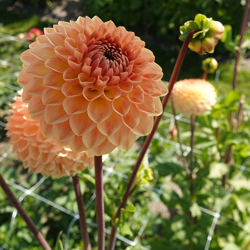 blyton softer gleam 2