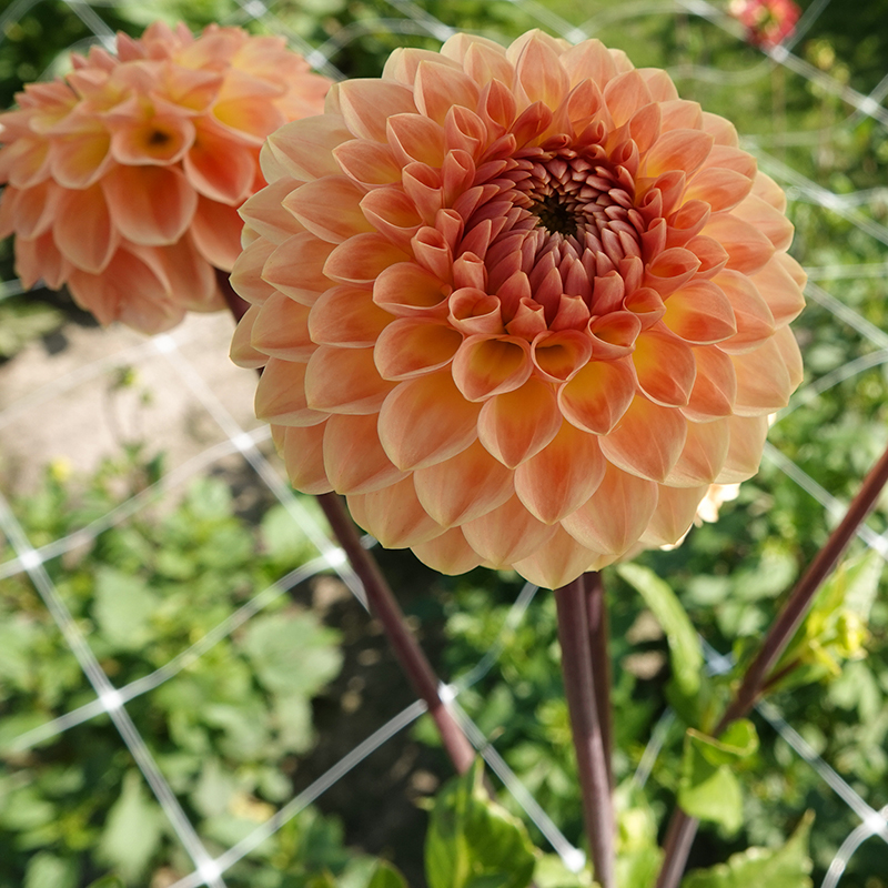 blyton softer gleam 3